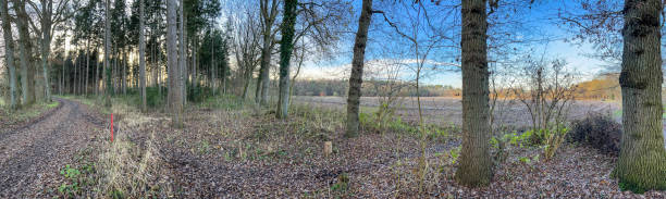 istock A path through a forest next to a field in Germany in winter. 1366950413