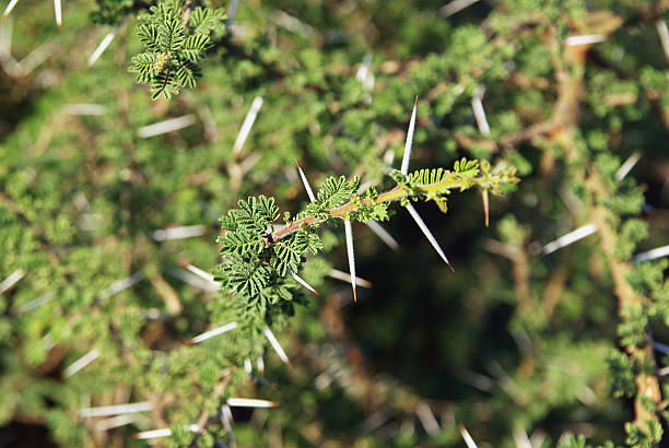 Acacia filial detalhe - foto de acervo