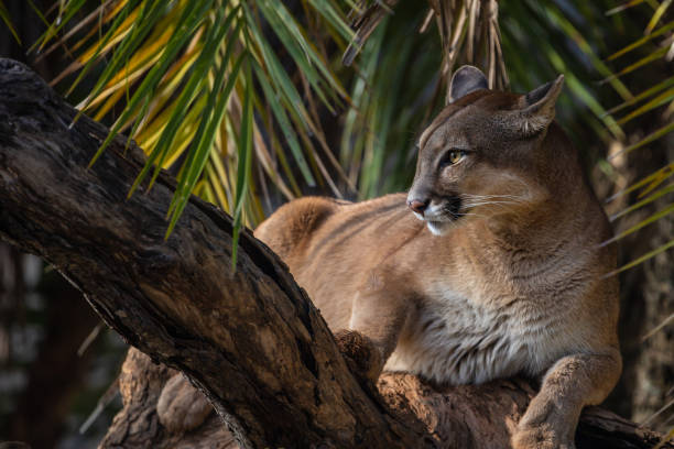 istock Cougar or Mountain Lion (Puma concolor) resting on a trunk. 1366951026