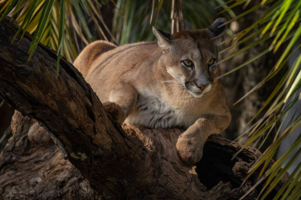 istock Cougar or Mountain Lion (Puma concolor) resting on a trunk. 1366951034