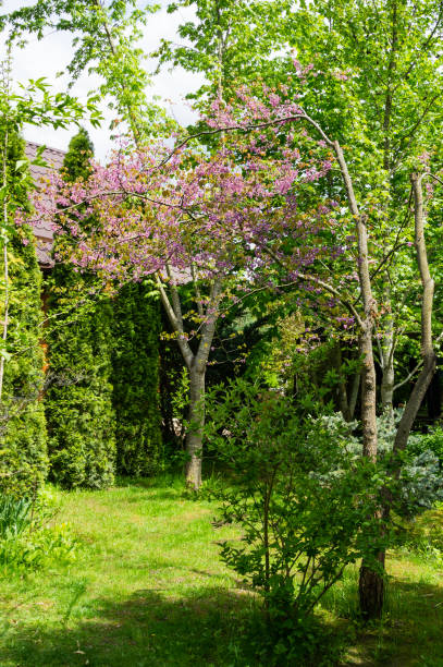 istock Landscape garden with Eastern Redbud, or Eastern Redbud Cercis canadensis purple spring blossom. Judas tree with pink flowers. 1366952675