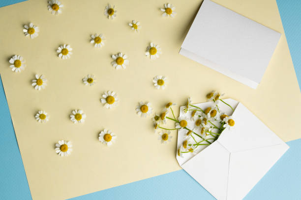 istock White greeting card and envelope mockup with white daisies on yellow background 1366952866