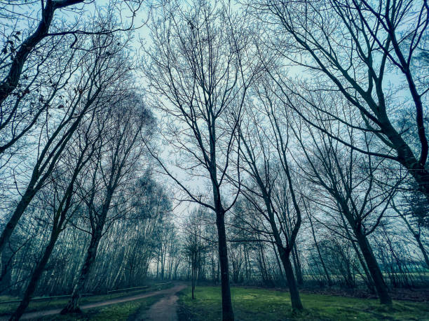 A beautiful path through creepy trees in winter with some fog.