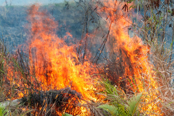istock Large flames as dry grasses and bush burn 1366953207