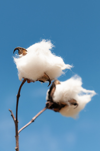 A close-up of cotton, seen against a clear blue sky.