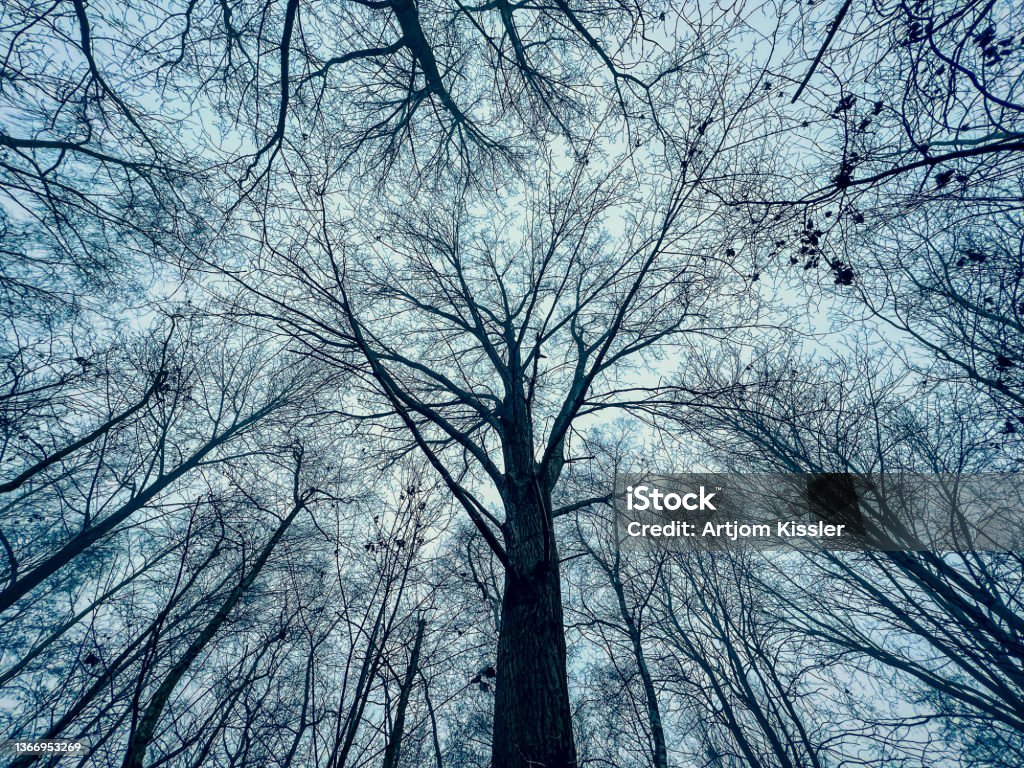 A look into the leafless treetops in winter. Tree Stock Photo