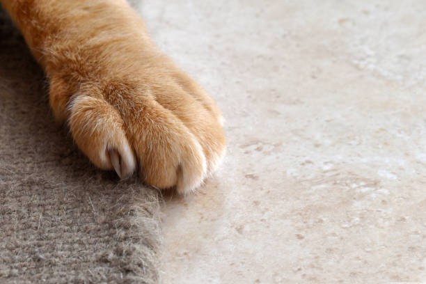 istock Ginger cat paw on rug or carpet. 1366953331