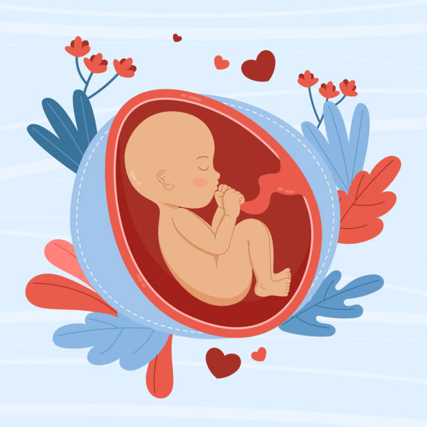 Hand drawn fetus illustration Vector illustration Hand drawn fetus illustration Vector illustration uterus stock illustrations