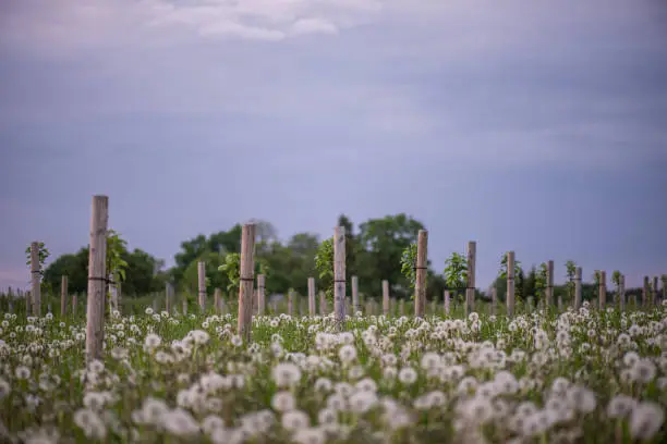 Photo of Young orchard