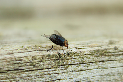 Black big fly sitting on a wooden board. Close-up. Macro. Background.