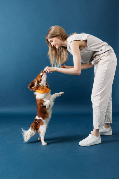 Woman playing with her dog in studio. Dog owner feeding her pet against a blue background. stock photo