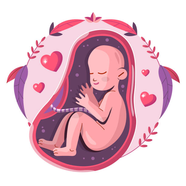 ilustrações de stock, clip art, desenhos animados e ícones de flat design fetus illustration vector illustration - placenta baby childbirth newborn