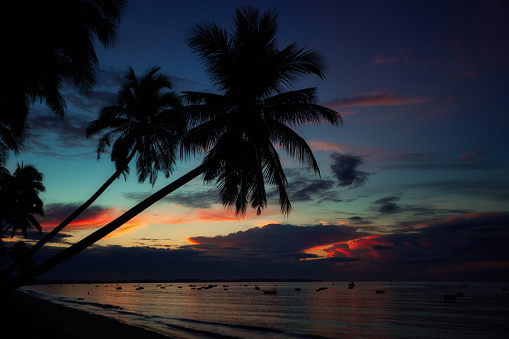 Silhoutte of a palm in sunset on the beach