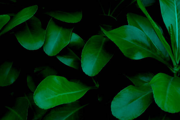 istock Asian tropical leaves, abstract green leaf texture, nature background 1366957580