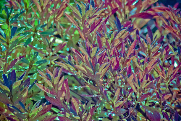 istock Multicolored grass. Texture of small leaves. Spring background. 1366958806