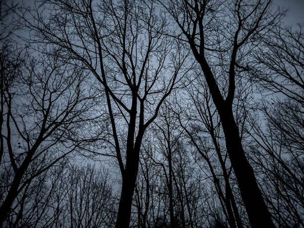 beaux arbres effrayants dans l’obscurité en hiver. - cemetery crossing green grass photos et images de collection