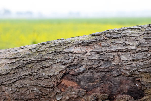 Sliced big wood stump close up shot with selective focus