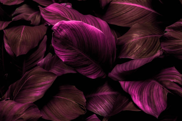 istock red leaf background tropical nature background concept 1366960988