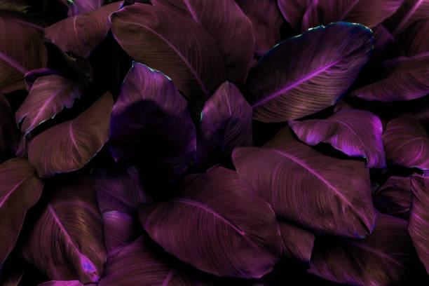 istock red leaf background tropical nature background concept 1366960993