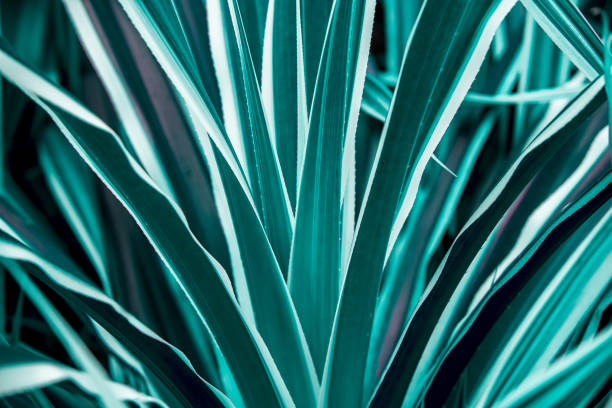 istock tropical leaves, abstract green leaves texture, nature background 1366961018