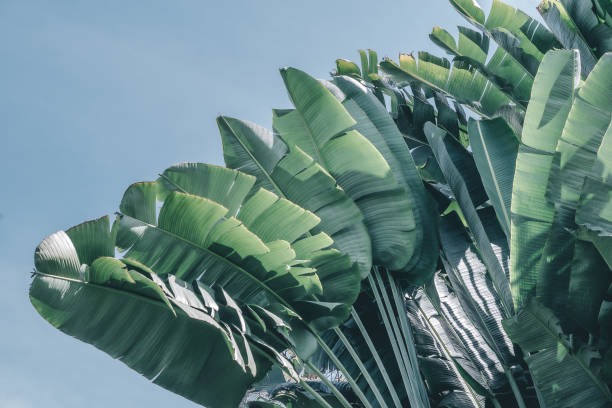 istock green banana leaf isolated on white background with clipping path for design elements, summer background, abstract green leaves texture, nature background 1366961047