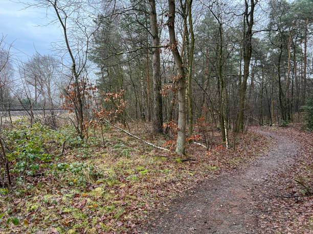 istock Path through a forest in winter next to railway tracks. 1366961853