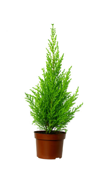 istock Home flower isolated on white background. Cypress. 1366963691