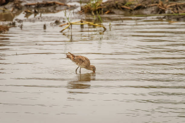 istock Black-tailed godwit (Limosa limosa) in its natural environment, Queen Elizabeth National Park, Uganda. 1366963756