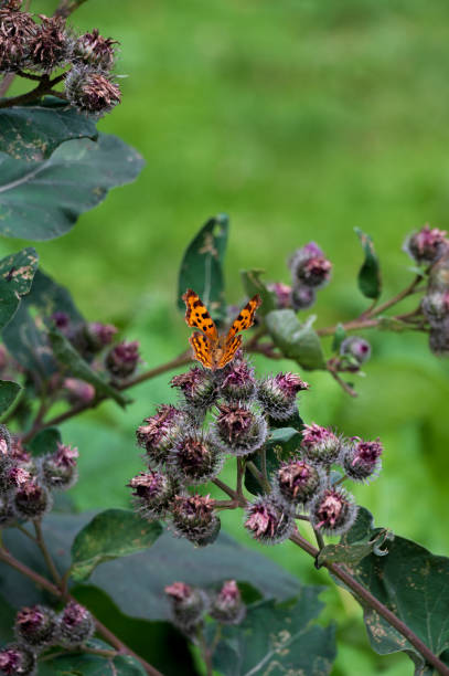 Beautiful orange butterfly feeding on the thistle flower. Summer scenery in meadow near forest in Latvia, Northern Europe.