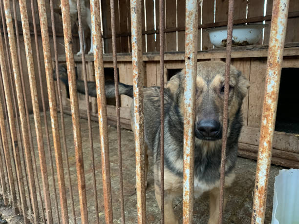 istock Dog in animal shelter 1366965895