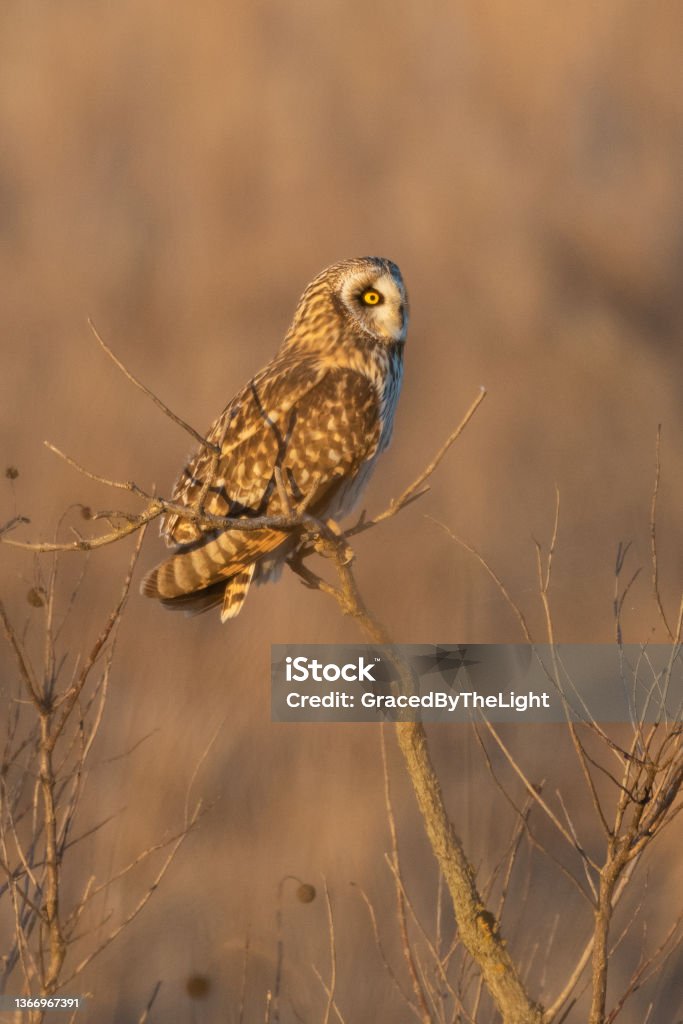 Short-eared Owl, Tallgrass Prairie Preserve, Oklahoma This Short-eared Owl was photographed at sunset at the Tallgrass Prairie Preserve in Oklahoma. Animal Stock Photo