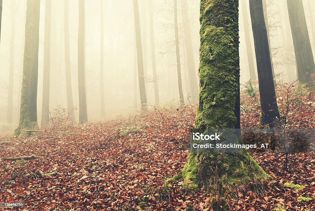 Grünem Moos auf einem Baum - Lizenzfrei Nebel Stock-Foto