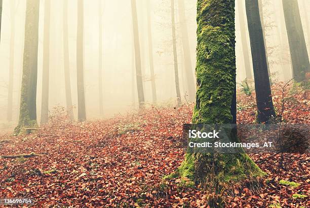 Grünem Moos Auf Einem Baum Stockfoto und mehr Bilder von Nebel - Nebel, Stamm, Abenddämmerung
