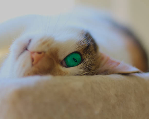 istock Calico Cat Upside Down Face Looking with One Eye 1366968136