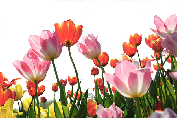 istock Field of tulip 136696868