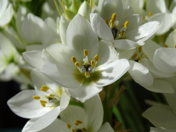 花びらに日光を当て、オルニトホグアル・チマイドの白い花を閉じる - star of bethlehem ストックフォトと画像