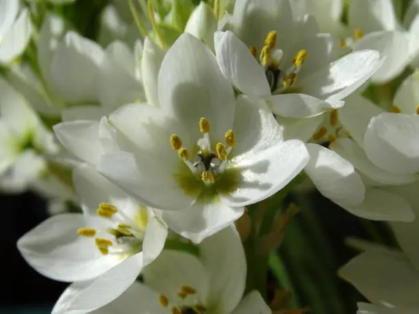 close up of the white flowers of the Ornithogalum thyrsoides, with sunlight on the petals