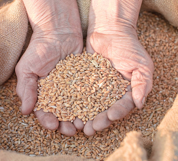 istock Wheat and hands of the old farmer 136696918