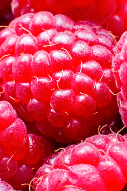 istock Macro of ripe red raspberry. Food background. Close-up. 1366969544