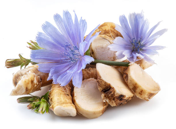 istock Chicory flowers and roots close up on the white background. 1366969620