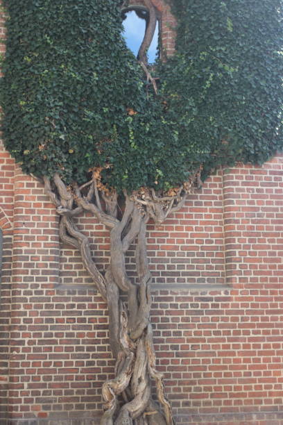 istock a house wall covered in ivy and made of red clinker bricks 1366969698