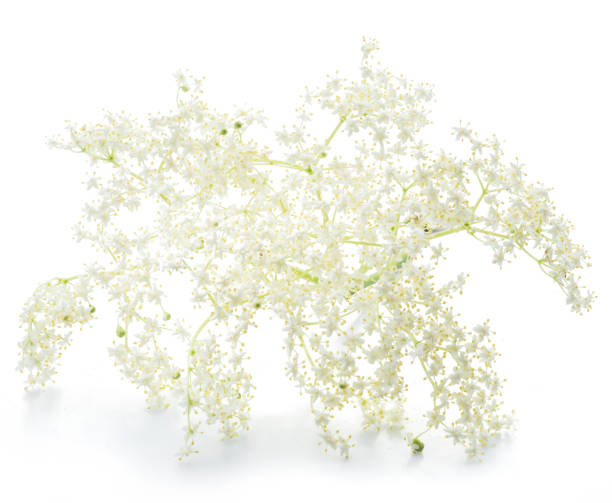 istock Elderberry inflorescence on white background. 1366969852