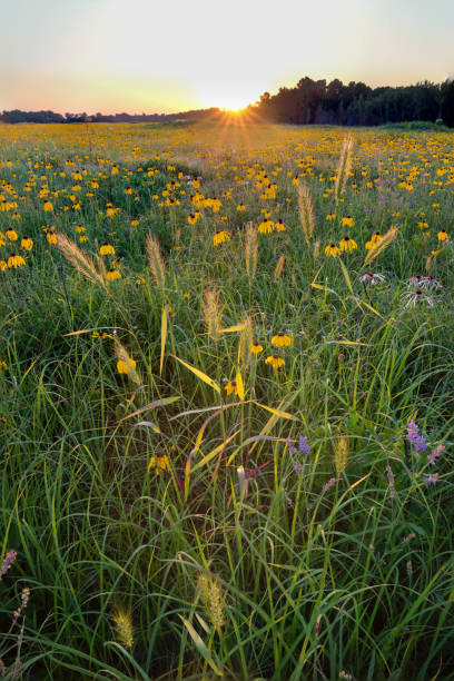 istock Canada Wild Rye grass, (Elymus canadensis), Cherokee Prairie 1366971294