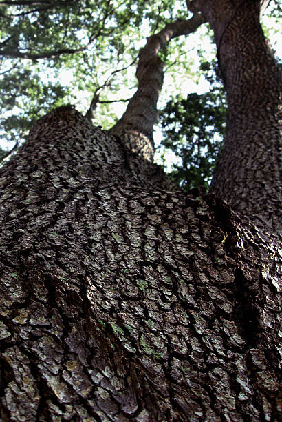 Looking up the Tree stock photo