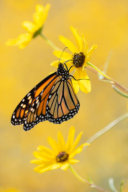 Monarch at Cherokee Prairie stock photo