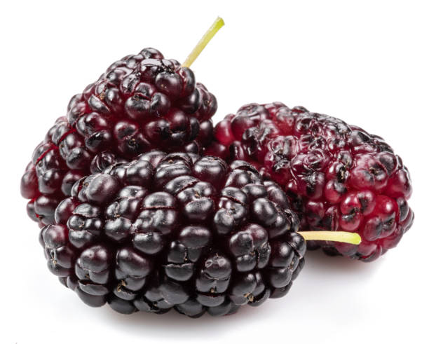 istock Three ripe black mulberries fruits isolated on white background. 1366972501