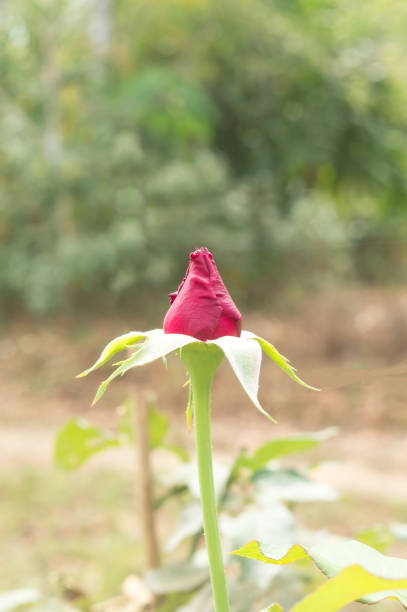 один свежий маленький красный бутон розы, снятый на размытом естественном фоне в саду для презентации ко дню святого валентина - rosemary flower single flower flower head стоковые фото и изображения