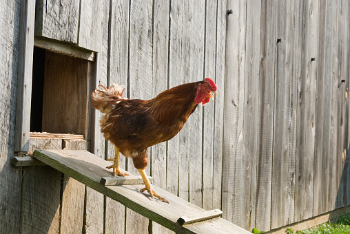 Rooster walking down hen house ramp in a confident strut, the big chicken boss of the farm barnyard.