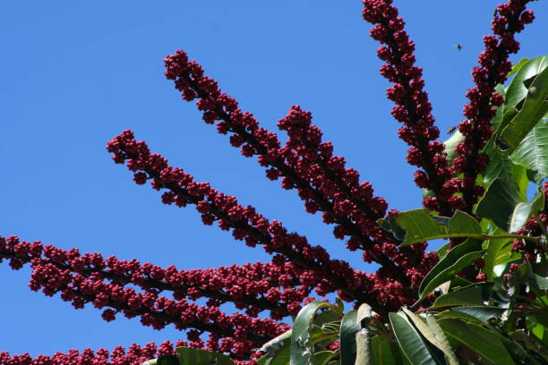 istock Schefflera Actinophylla in Bermuda 1366975025