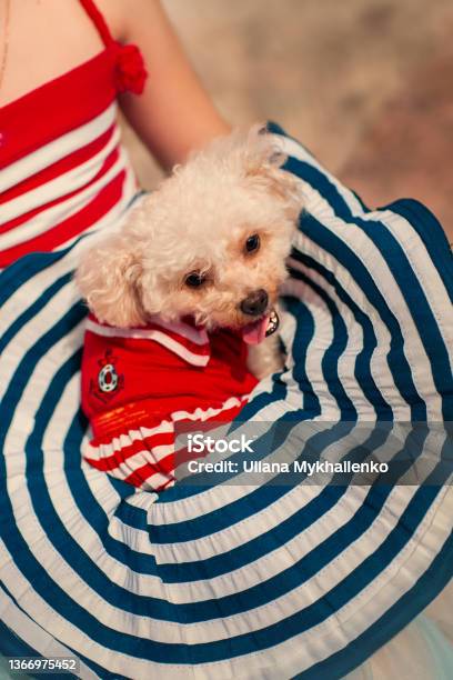 Girl With A Dog Sitting By The Sea Stock Photo - Download Image Now - Animal, Beach, Beauty